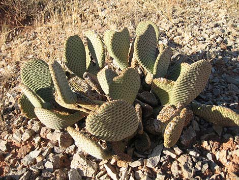 Beavertail Pricklypear (Opuntia basilaris)