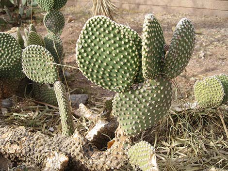 Beavertail Pricklypear (Opuntia basilaris)