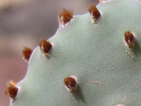 Beavertail Pricklypear (Opuntia basilaris)