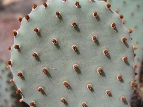 Beavertail Pricklypear (Opuntia basilaris)