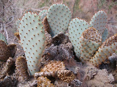 Beavertail Pricklypear (Opuntia basilaris)