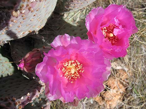 Beavertail Pricklypear (Opuntia basilaris)