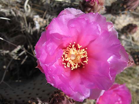 Beavertail Pricklypear (Opuntia basilaris)