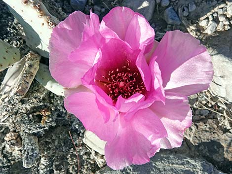 Beavertail Pricklypear (Opuntia basilaris)