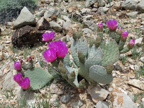What cactus do I have? (Mojave Desert outside of Las Vegas,NV) : r/cactus