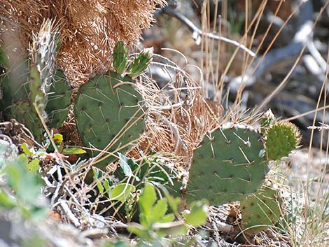 Charleston Mountain Pricklypear (Opuntia charlestonensis)