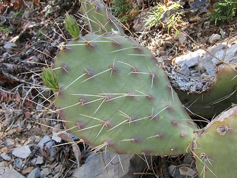 Charleston Mountain Pricklypear (Opuntia charlestonensis)