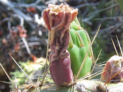 Charleston Mountain Pricklypear (Opuntia charlestonensis)