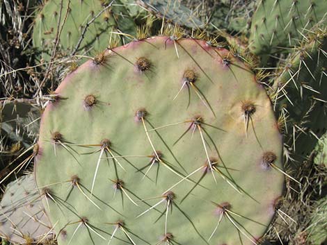 Cactus Apple Pricklypear (Opuntia engelmannii)