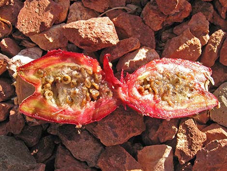 Cactus Apple Pricklypear (Opuntia engelmannii)