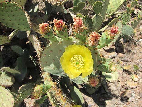 Cactus Apple Pricklypear (Opuntia engelmannii)