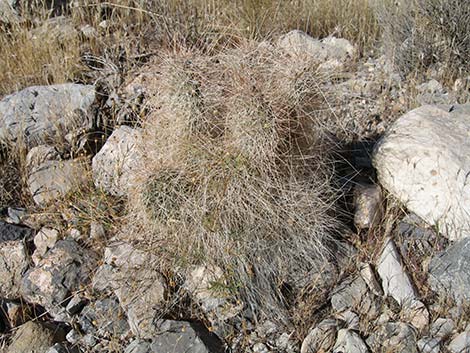 Grizzlybear Cactus (Opuntia polyacantha var. erinacea)