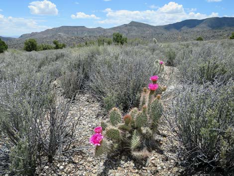 Porcupine Pricklypear (Opuntia polyacantha var. hystricina)