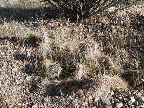 Hairspine Cactus (Opuntia polyacantha var. polyacantha)