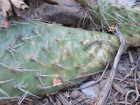 Hairspine Cactus (Opuntia polyacantha var. polyacantha)