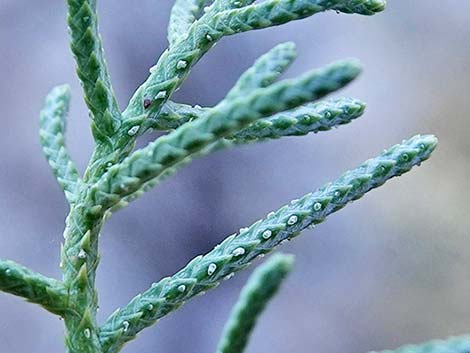 Arizona Cypress (Cupressus arizonica)