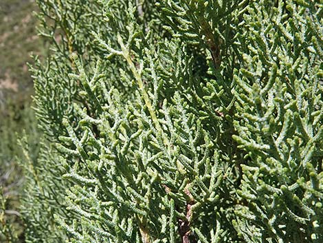 Arizona Cypress (Cupressus arizonica)