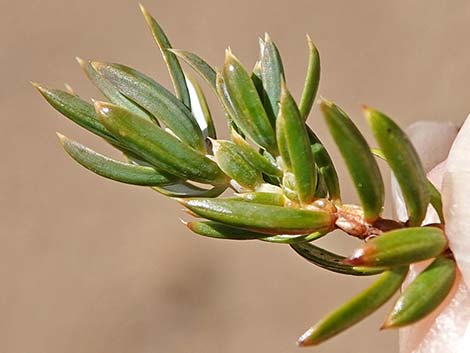 Common Juniper (Juniperus communis)