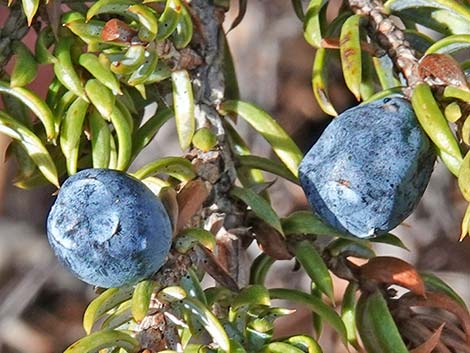 Common Juniper (Juniperus communis)