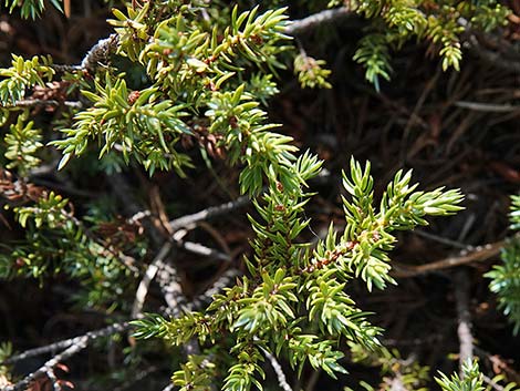 Common Juniper (Juniperus communis)