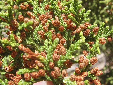 One-Seed Juniper (Juniperus monosperma)