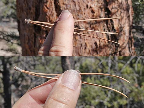 Ponderosa Pine (Pinus ponderosa)
