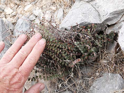 Cochise Scaly Cloak Ferns (Astrolepis cochisensis)