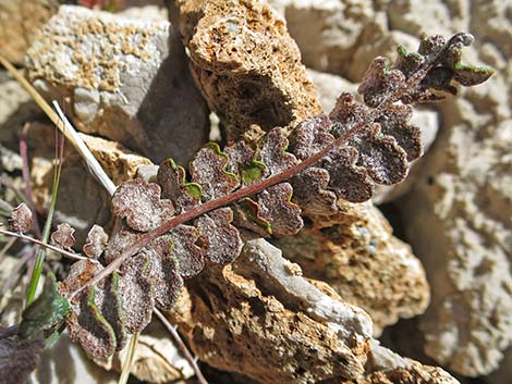 Cochise Scaly Cloak Ferns (Astrolepis cochisensis)