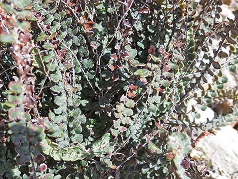 Cochise Scaly Cloak Ferns (Astrolepis cochisensis)