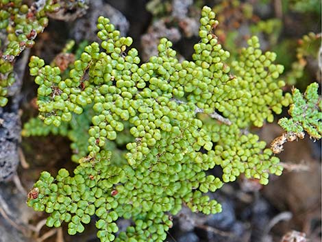 Coville's Lipfern (Cheilanthes covillei)