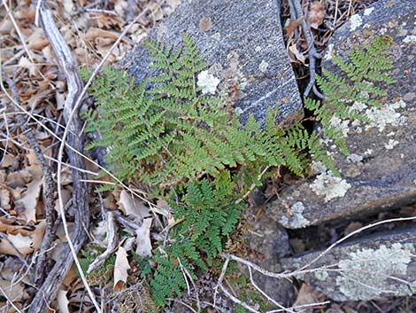 Coville's Lipfern (Cheilanthes covillei)