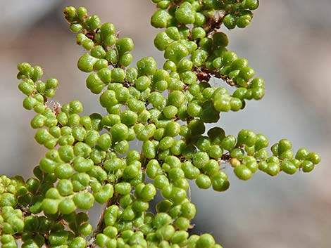 Coville's Lipfern (Cheilanthes covillei)