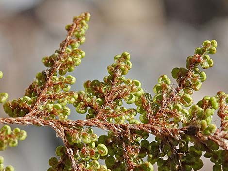 Coville's Lipfern (Cheilanthes covillei)