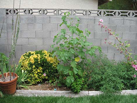 Velvetleaf (Abutilon theophrasti)