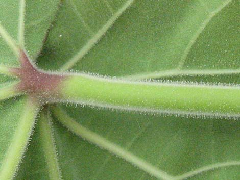 Velvetleaf (Abutilon theophrasti)