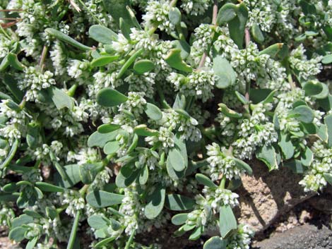 Frost Mat (Achyronychia cooperi)