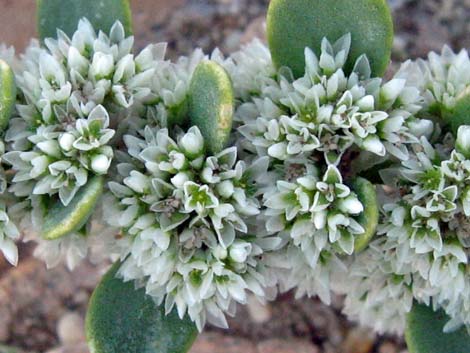 Onyxflower (Achyronychia cooperi)