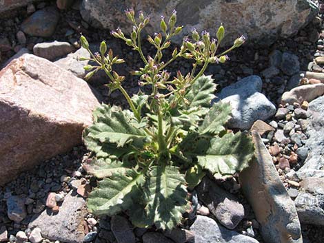 Broadleaf Gilia (Aliciella latifolia)