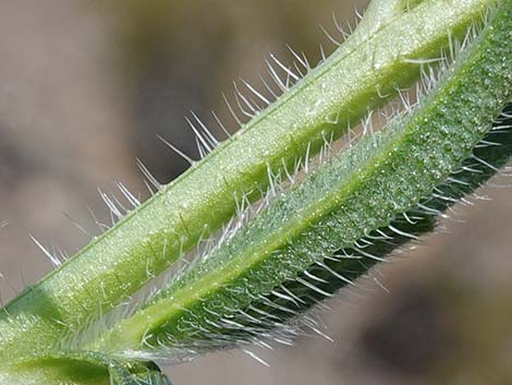 Bristly Fiddleneck (Amsinckia tessellata)