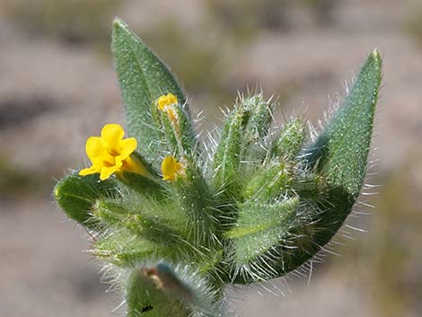 Bristly Fiddleneck (Amsinckia tessellata)