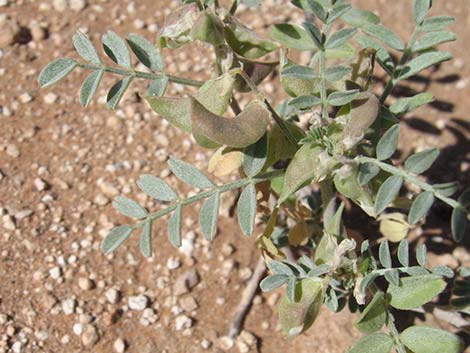 Three-corner Milkvetch (Astragalus geyeri var. triquetrus)