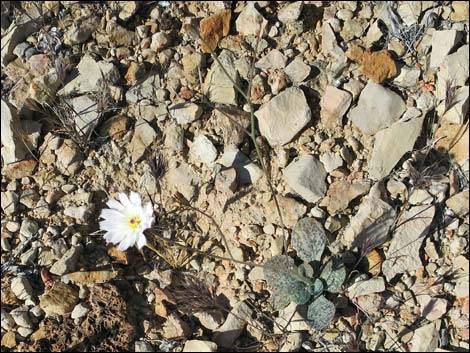 Gravel Ghost (Atrichoseris platyphylla)