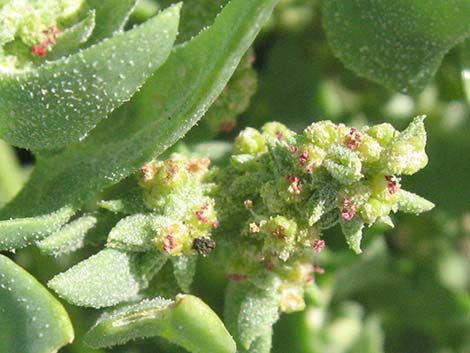 Leafcover Saltweed (Atriplex phyllostegia)