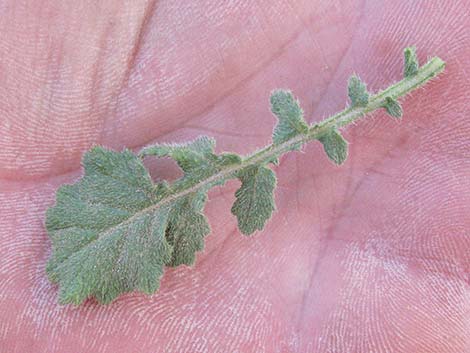 Black Mustard (Mutarda nigra)