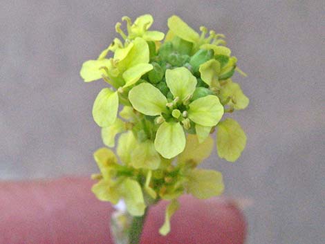 Black Mustard (Mutarda nigra)