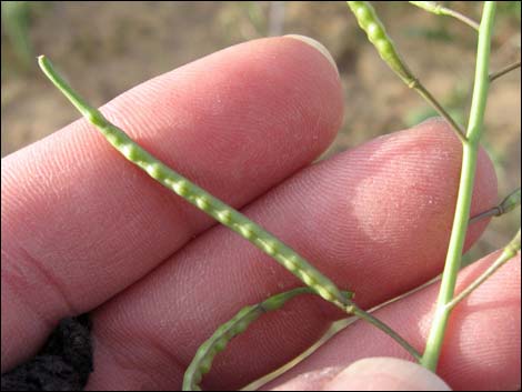 Sahara Mustard (Brassica tournefortii)