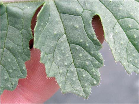 Sahara Mustard (Brassica tournefortii)