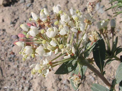 Booth's Evening Primrose (Eremothera boothii)