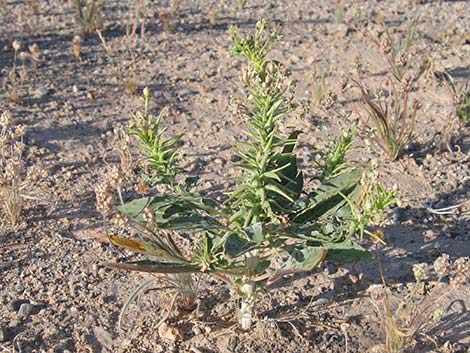 Booth's Evening Primrose (Eremothera boothii)