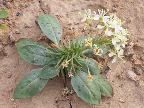 Booth's Evening Primrose (Eremothera boothii)